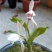春兰，惠兰，送春，秋芝，兔耳兰，马蹄兰等