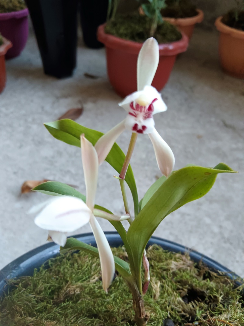 春兰，惠兰，送春，秋芝，兔耳兰，马蹄兰等