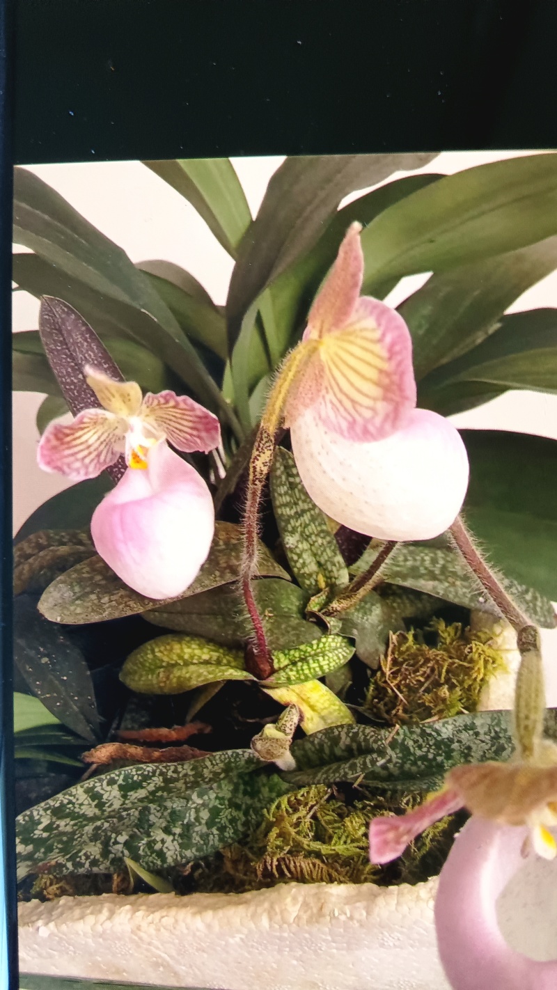 春兰，惠兰，送春，秋芝，兔耳兰，马蹄兰等