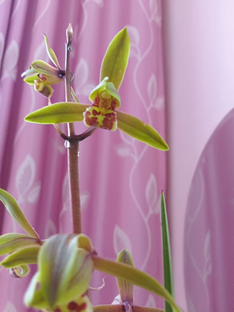 春兰，惠兰，送春，秋芝，兔耳兰，马蹄兰等