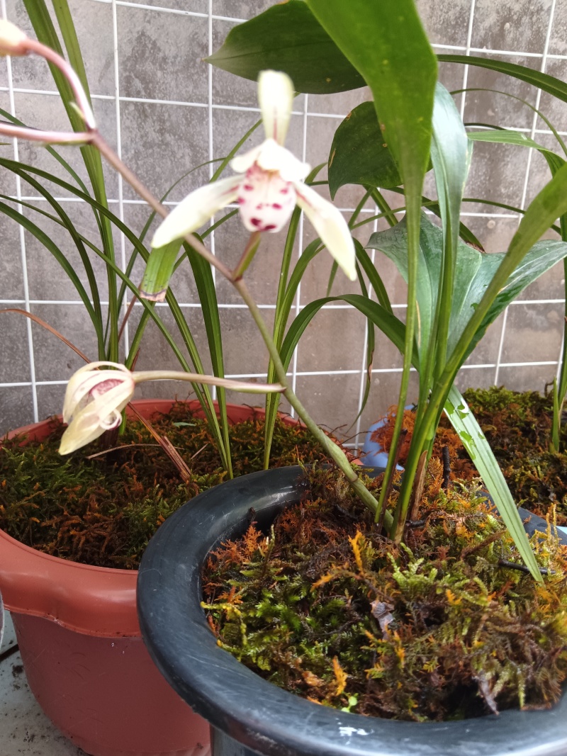 春兰，惠兰，送春，秋芝，兔耳兰，马蹄兰等