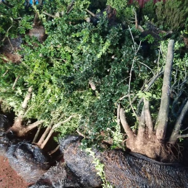 贵州小叶黄杨占地桩黄杨盆景素材
