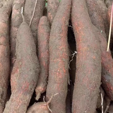 华南9号，黄心木薯，糖水专用，还剩50万斤，数量不多