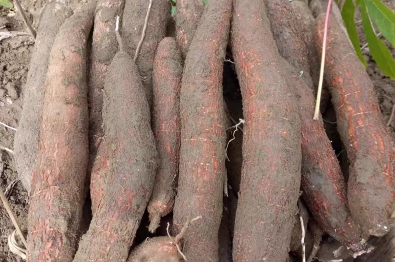 华南9号，黄心木薯，糖水专用，还剩50万斤，数量不多