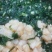 海菜包子，一包10个，不同馅，价位也不同