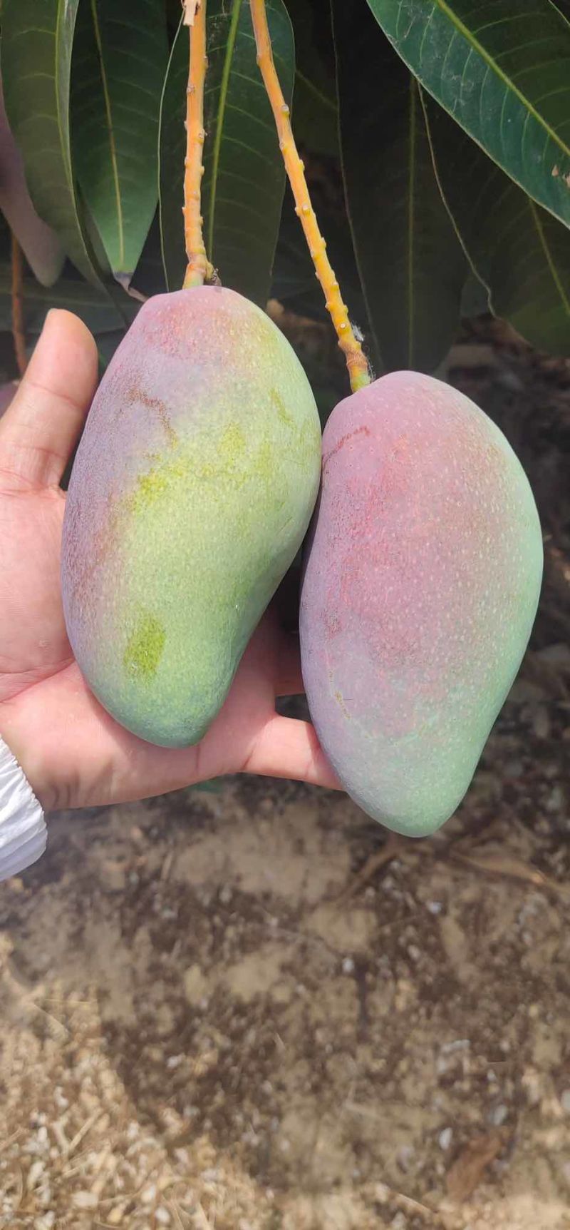 小台芒，台芒，大台芒南方水果