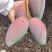 小台芒，台芒，大台芒南方水果