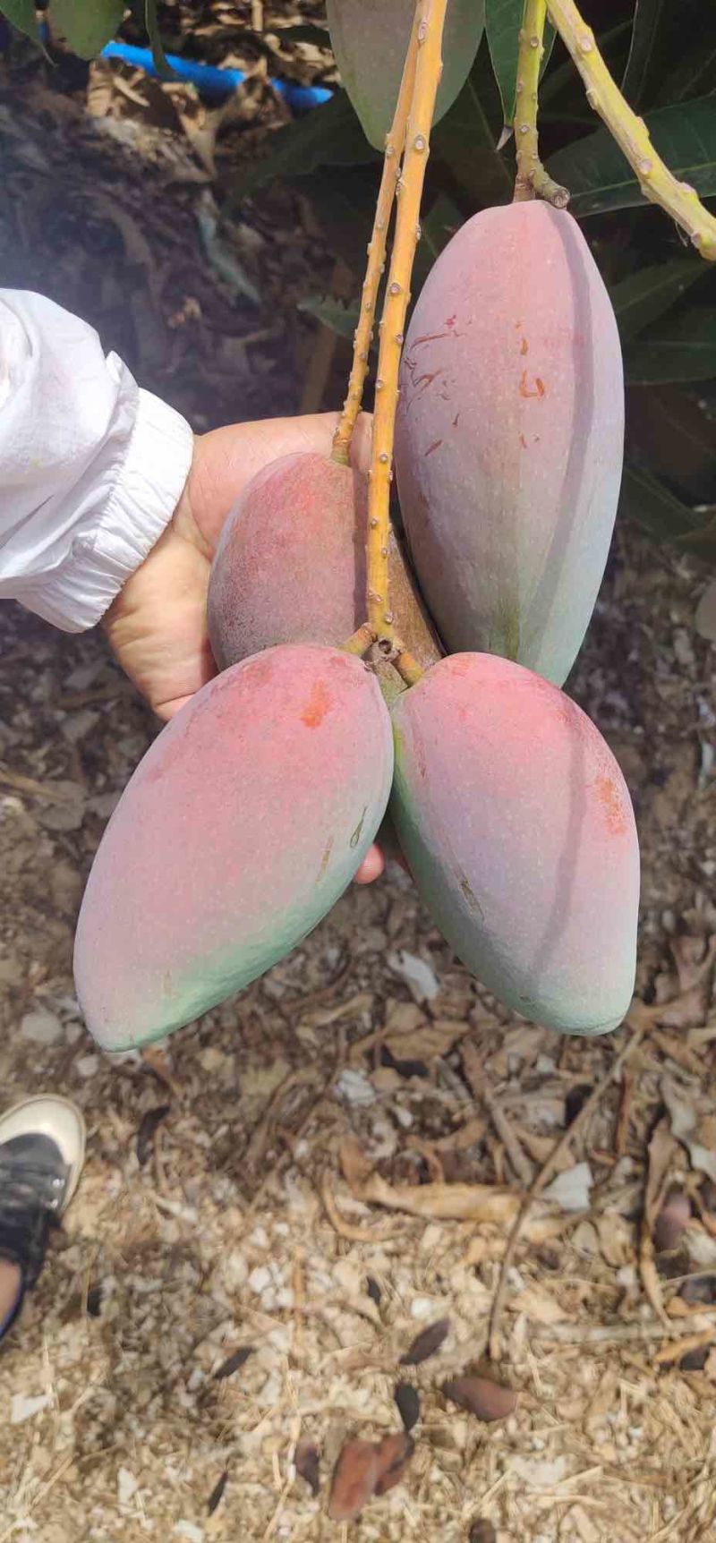 小台芒，台芒，大台芒南方水果