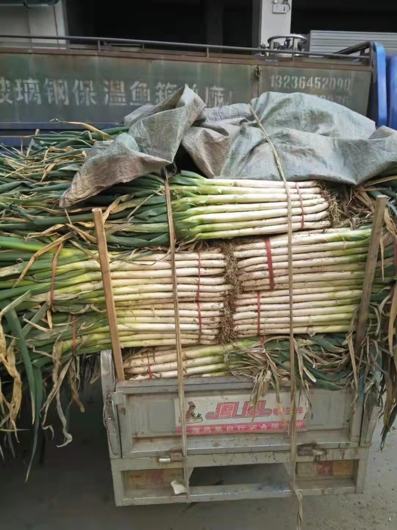 出售滕州长白大葱和铁杆钢葱。