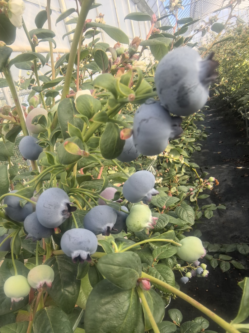 云南澄江蓝莓
