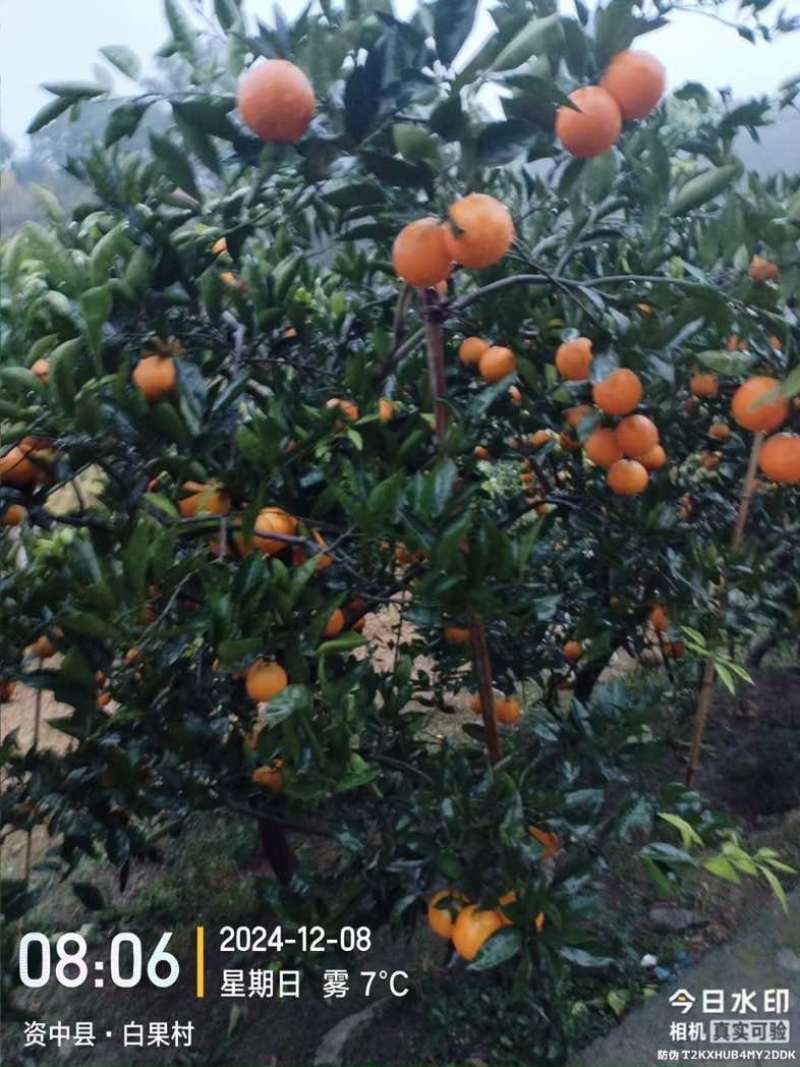 塔罗科血橙，产地一手货，支持电商，市场，商超批发