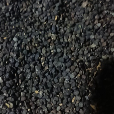 曼陀罗