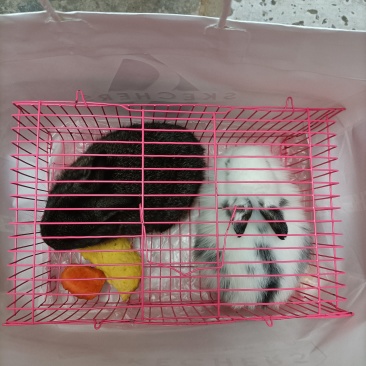 兔子