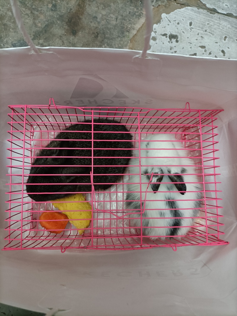 兔子