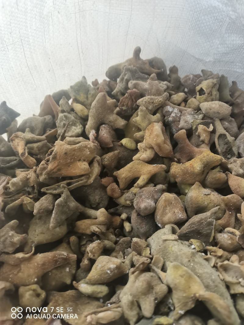 五倍子好货精品药典标准