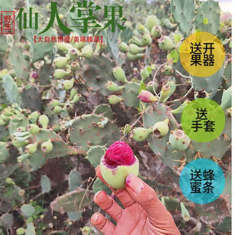 【排毒养颜】野生仙人掌果热带当季花青素水果整箱一件代发