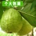 现摘红心番石榴新鲜当季水果红巴乐潘石榴芭乐3个3斤5斤代发