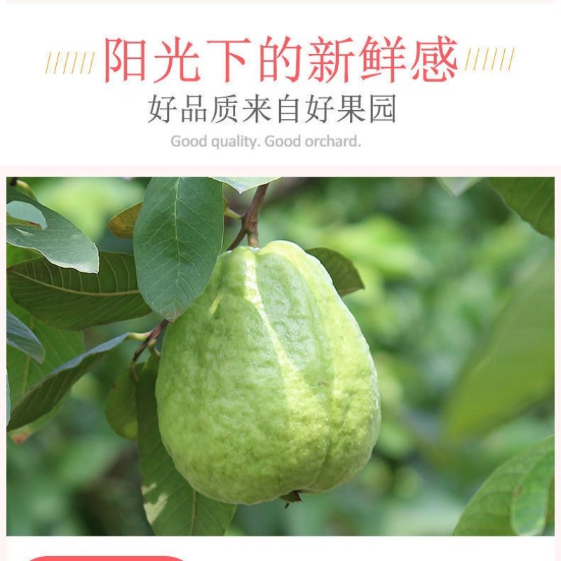 现摘红心番石榴新鲜当季水果红巴乐潘石榴芭乐3个3斤5斤代发