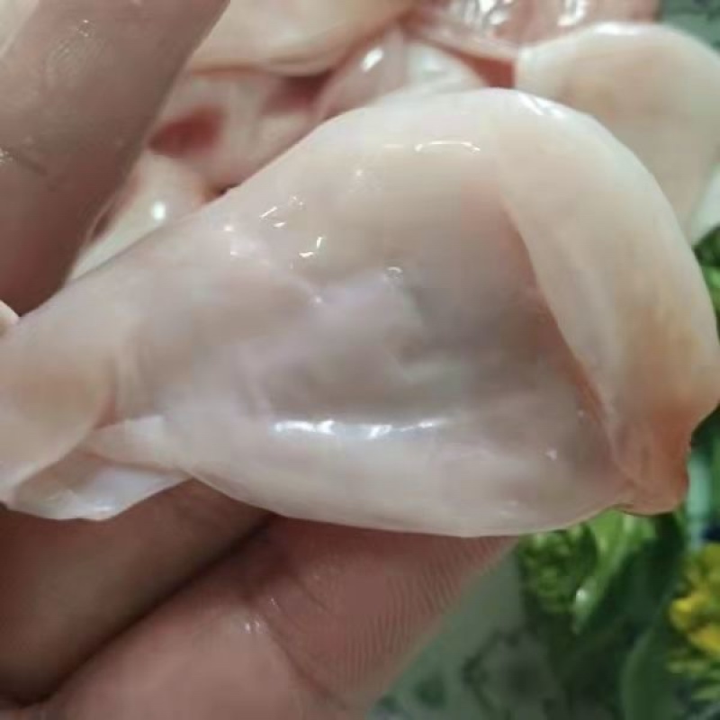 鱼泡内泡五斤以上