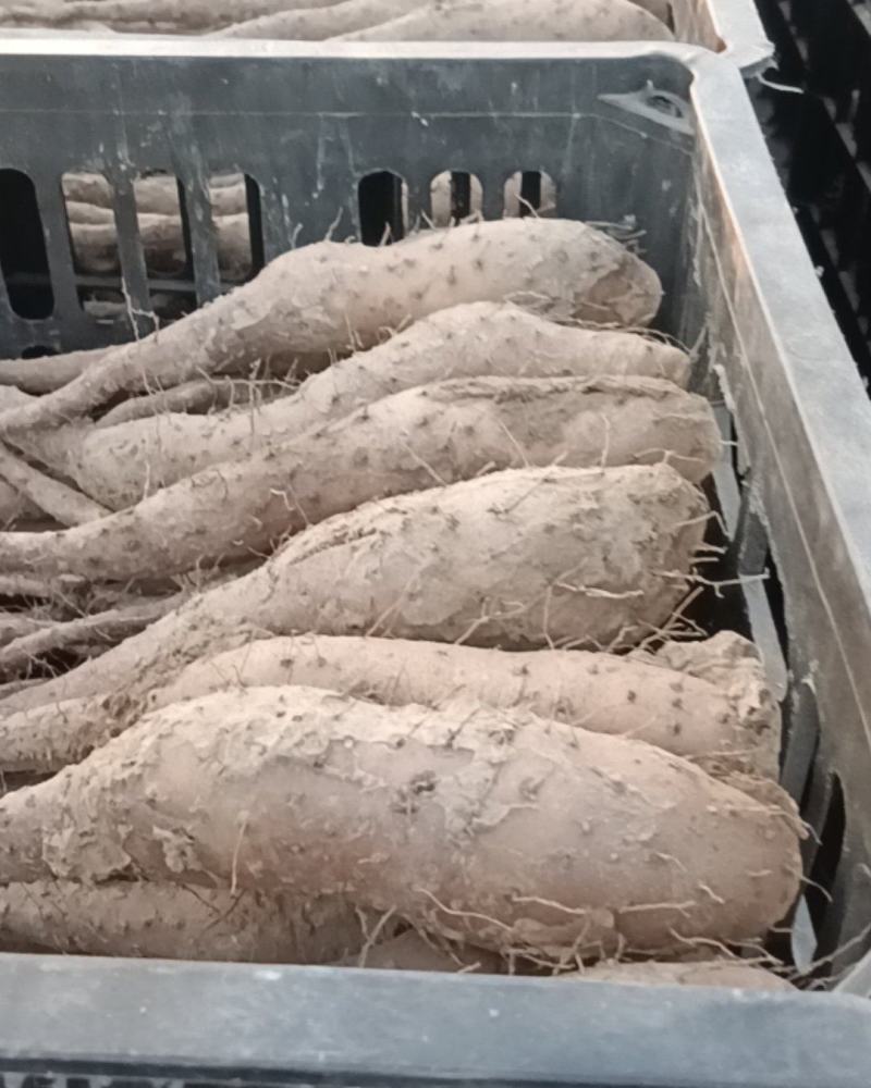 山药豆苗