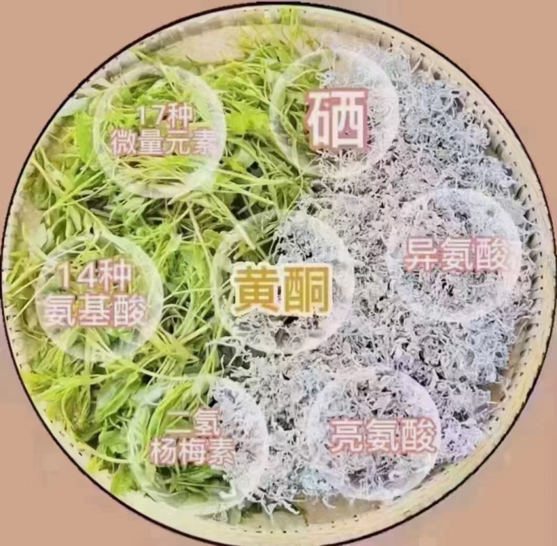 恩施藤茶