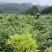 恩施藤茶