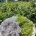 恩施藤茶