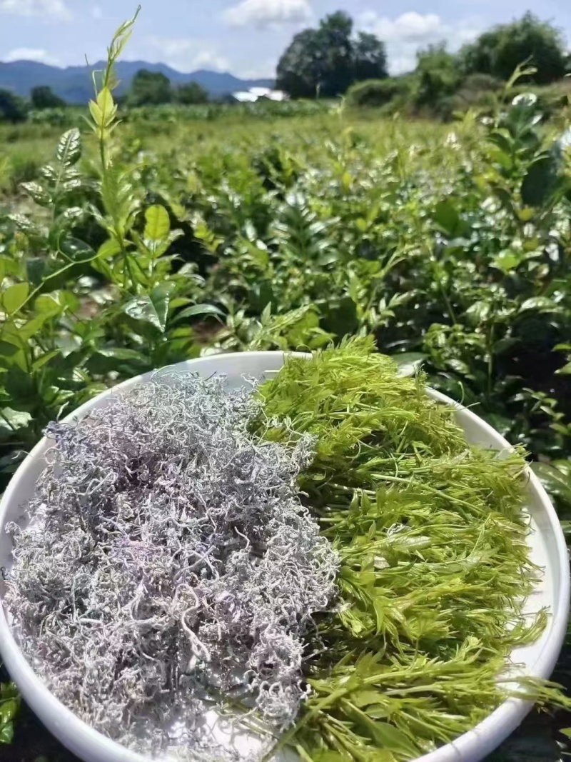 恩施藤茶
