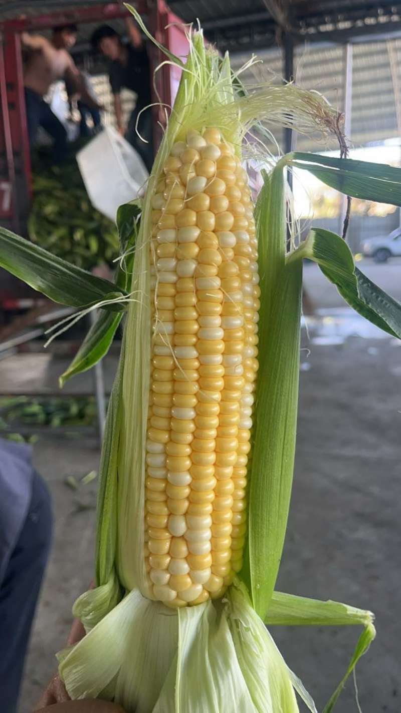 玉米