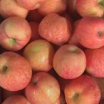 山东烟台富士镇的苹果🍎