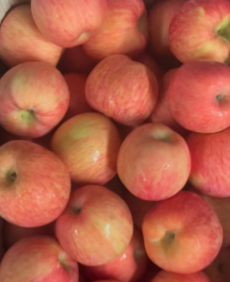 山东烟台富士镇的苹果🍎