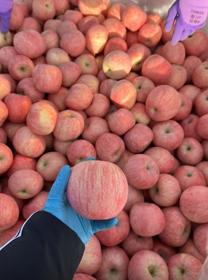 山东烟台富士镇的苹果🍎