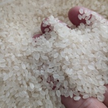 东北珍珠米50斤包装袋，5万吨起，10%预付款，批拉批结。