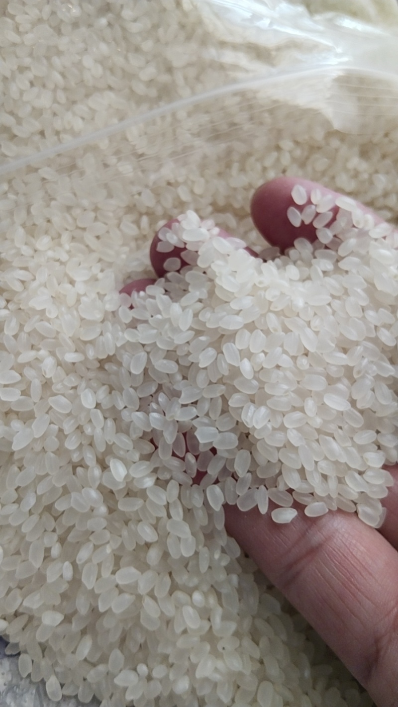 东北珍珠米50斤包装袋，5万吨起，10%预付款，批拉批结。