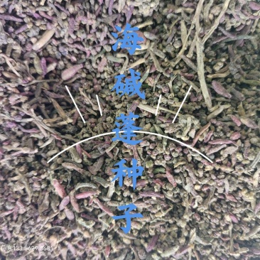 海碱蓬种子