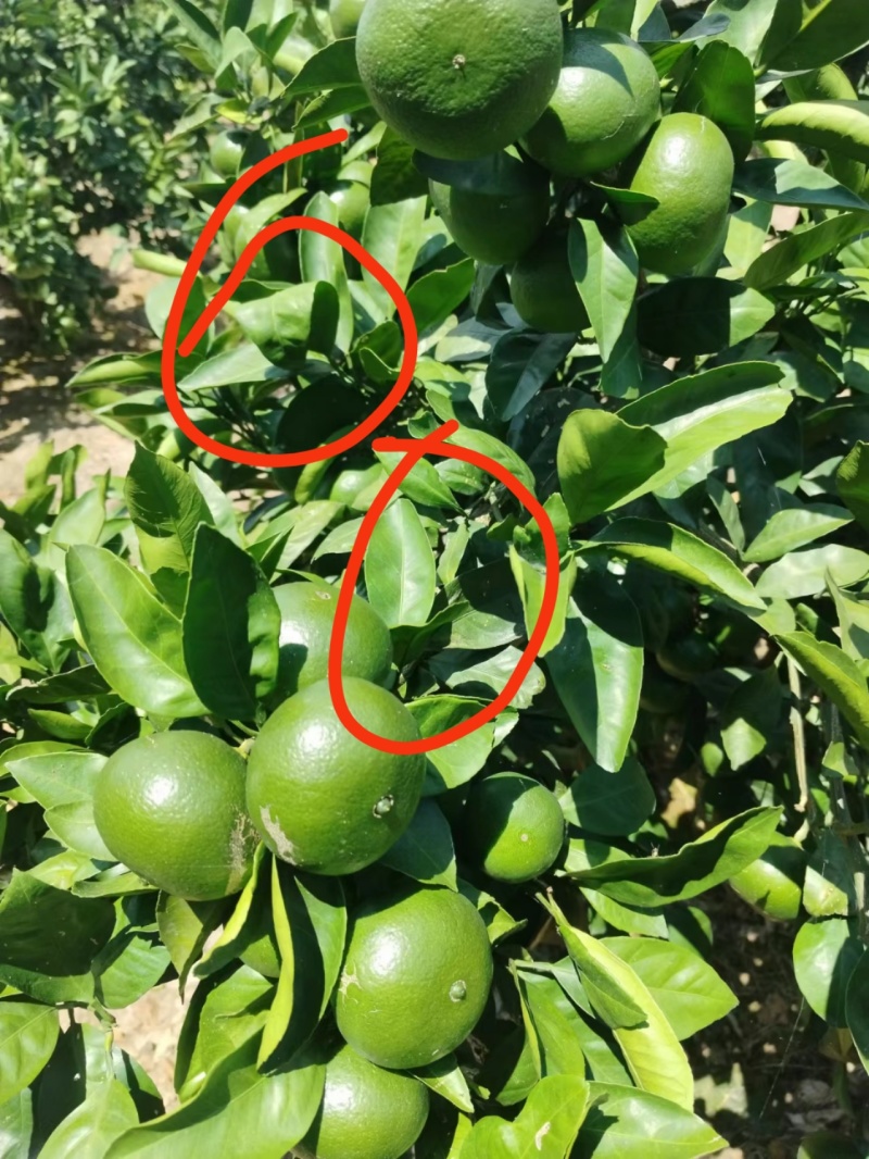 脐橙类，等
