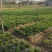 枸杞芽基地种植