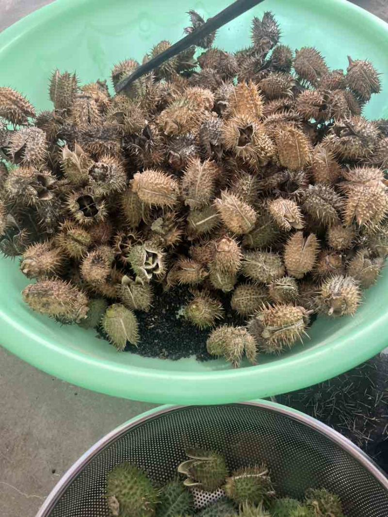 曼陀罗籽