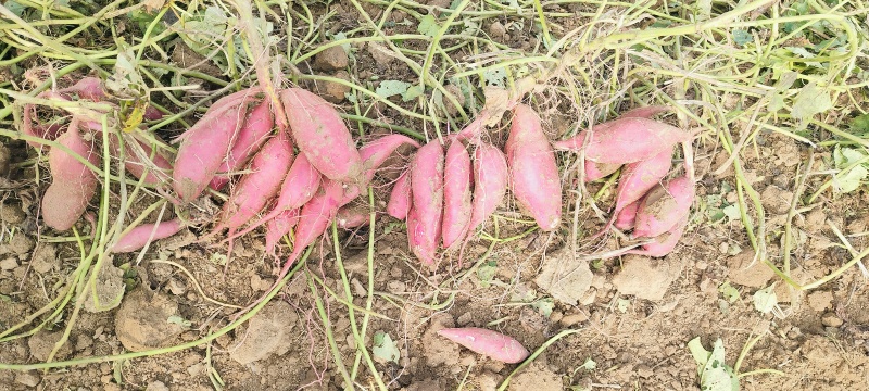 大量批发