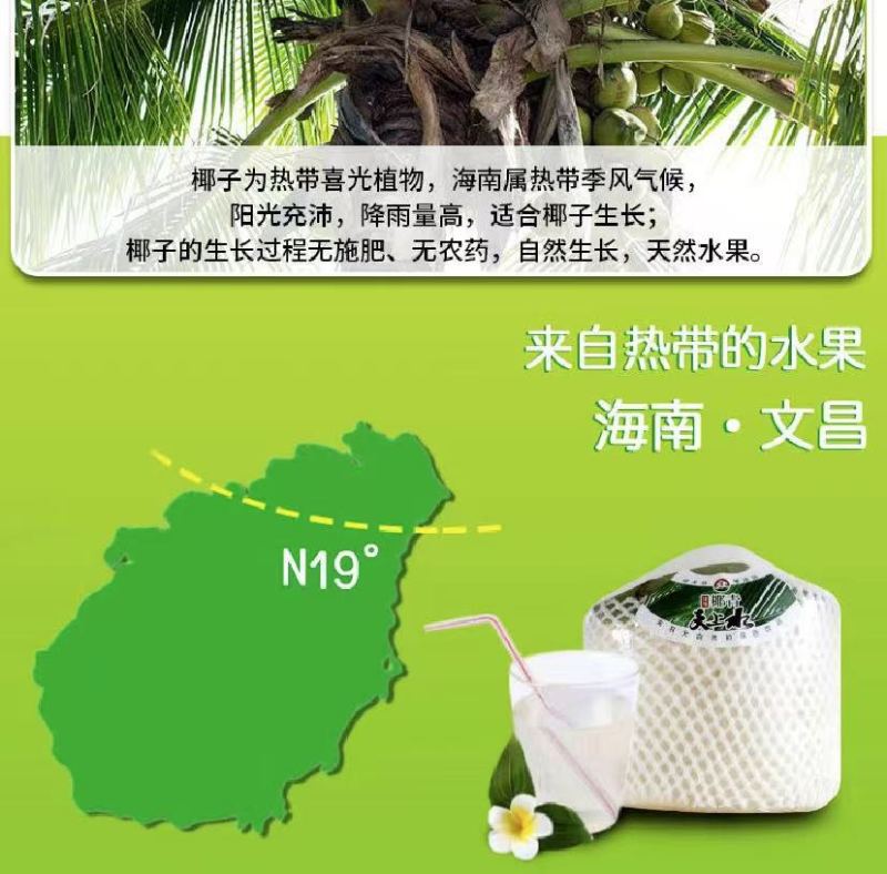海南椰子青椰汁水鲜甜个头饱满产地现发对接全国