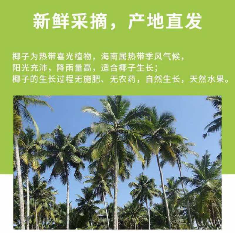 海南椰子青椰汁水鲜甜个头饱满产地现发对接全国