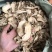 云南当归，当归片甜当归片无硫当归头气味浓郁新货欢迎