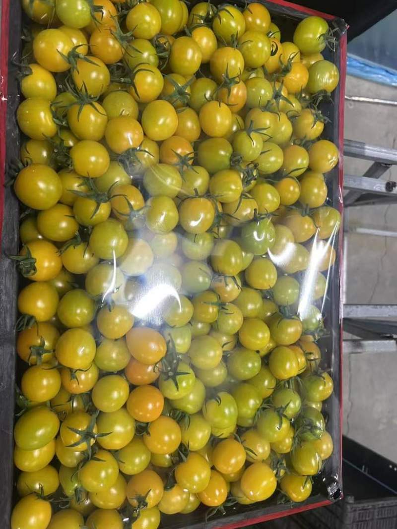 盘锦各个品种小柿子