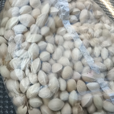 银杏果