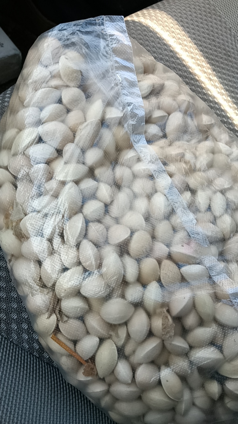 银杏果