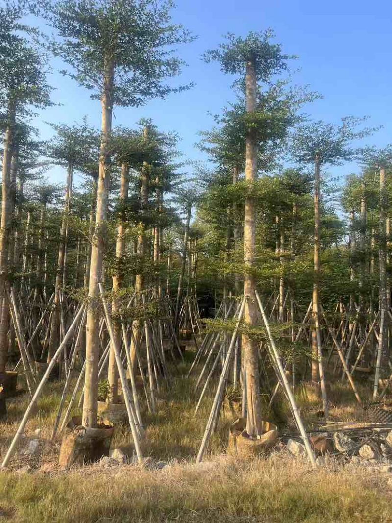 小叶榄仁3-28分，各种规格，大量低价出售