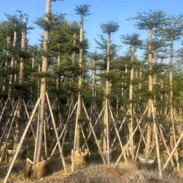 小叶榄仁3-28分，各种规格，大量低价出售