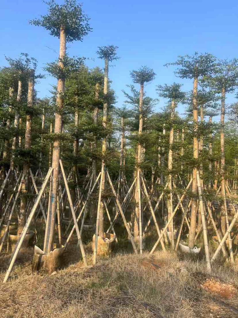 小叶榄仁3-28分，各种规格，大量低价出售