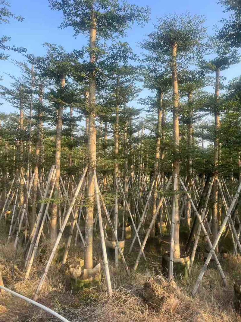 小叶榄仁3-28分，各种规格，大量低价出售