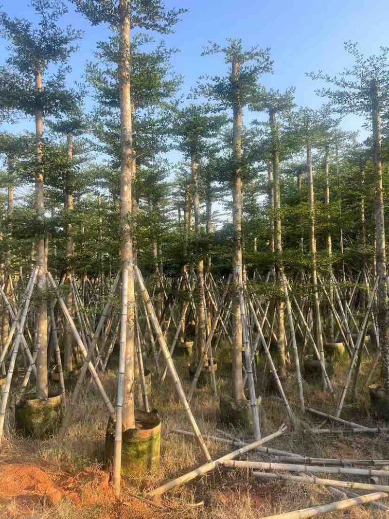 小叶榄仁3-28分，各种规格，大量低价出售